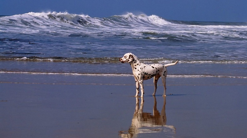 A Day at the Beach Dalmatian Wallpaper 1680x1050[10wallpaper.com]